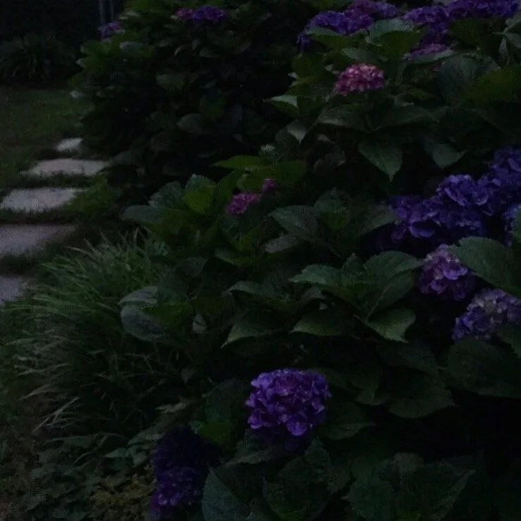 Twilight in the Garden