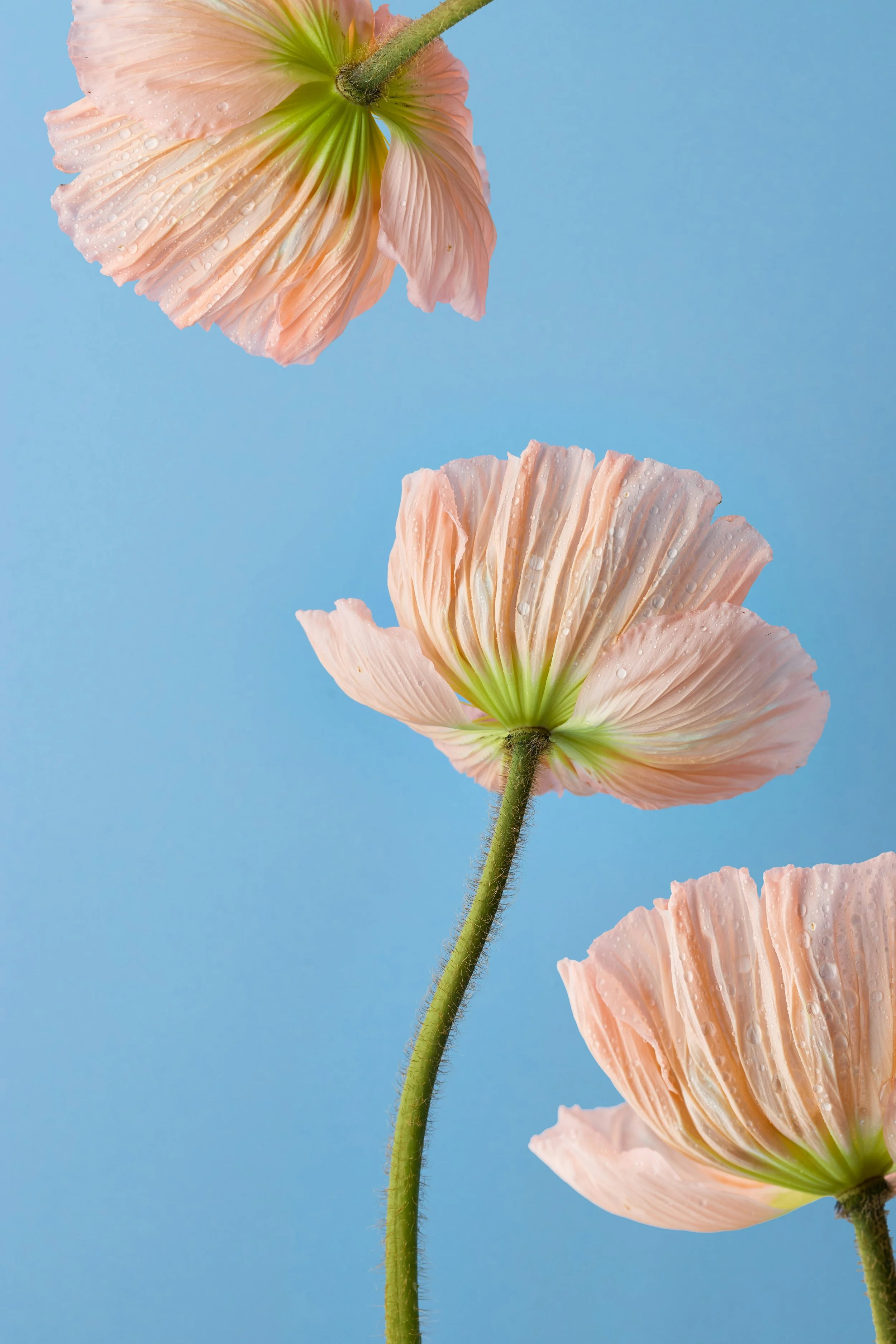 Close-up of light pink poppy flowers with tiny water droplets on petals against a blue background.