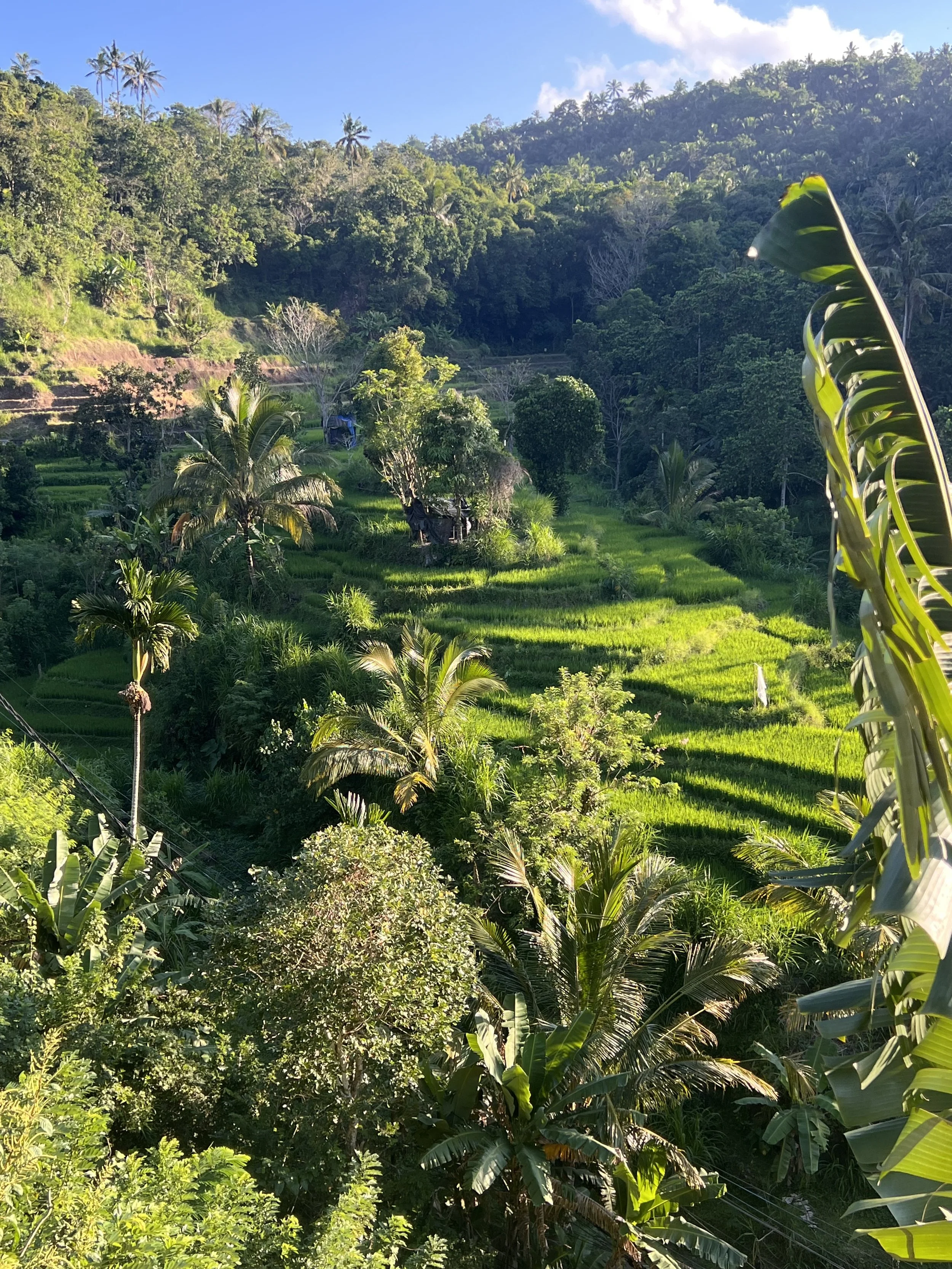 Lush green terraced hillside with tropical trees and plants, under a partly cloudy blue sky.