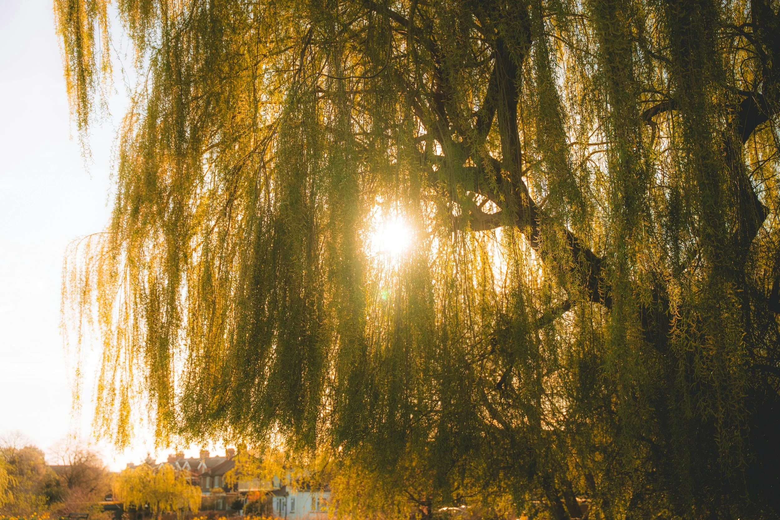 “Weep for the Willow”