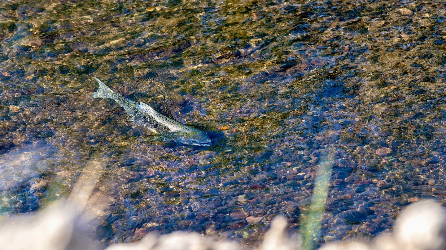 Salmon have returned to spawning grounds they haven&rsquo;t reached in over 100 years, after all four dams that once blocked their path were removed. Just last year, the same run of salmon perished at the base of Irongate Dam, beating their bodies ag