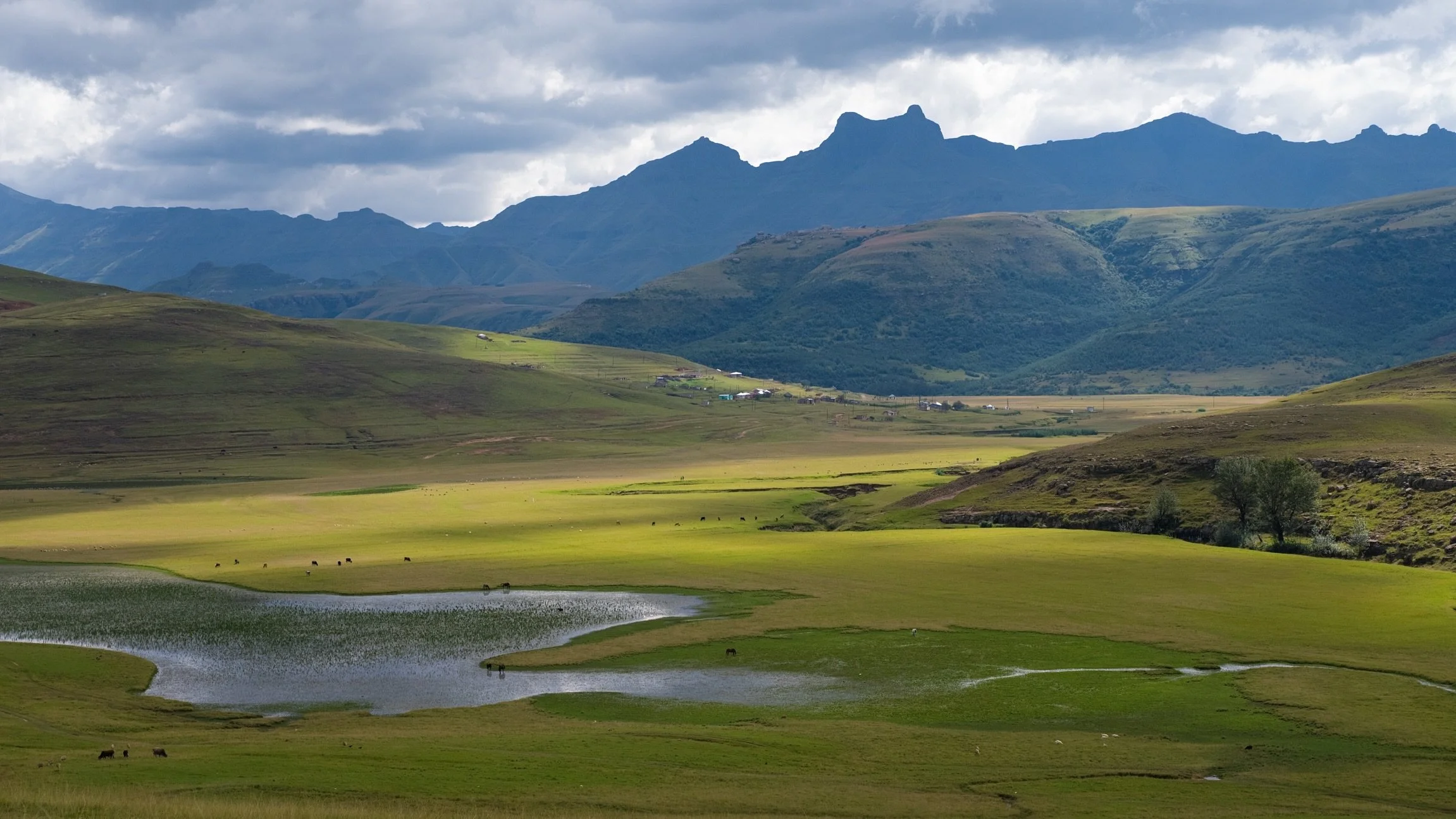 Those mesmerizing Drakensberg mountains..
I spent a week with Conservation South Africa documenting the grasslands, wildlife, communities and so many sheep of the Eastern Cape, where regenerative farming is helping to restore both livelihoods and the
