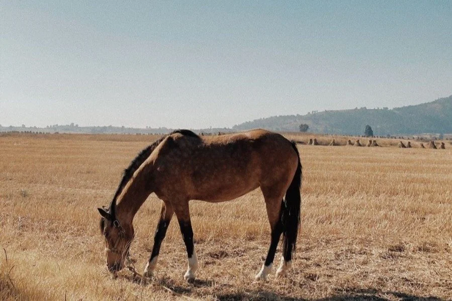 caballo de color marrón claro pastando en un campo abierto