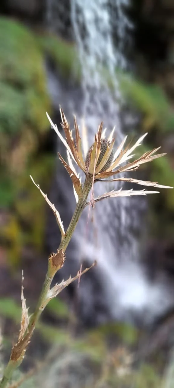 Planta con flor seca frente a una cascada en un entorno natural.