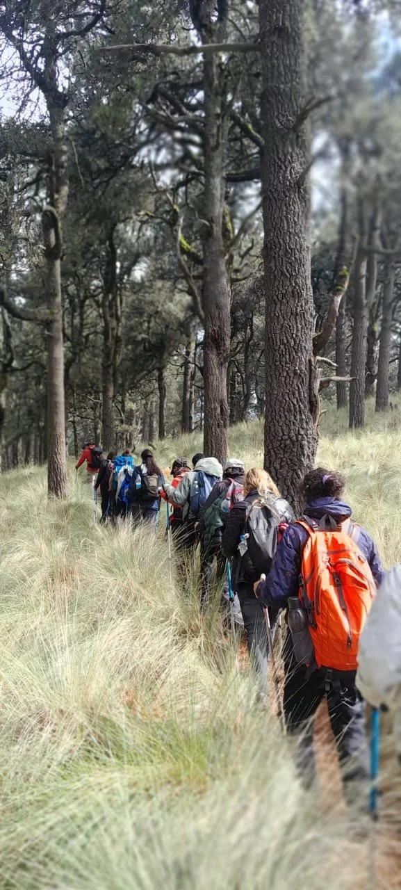 Grupo de excursionistas caminando en un bosque con árboles altos y hierba en el suelo.