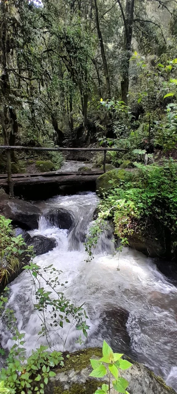 Un riachuelo que atraviesa un bosque frondoso con árboles y vegetación verde.