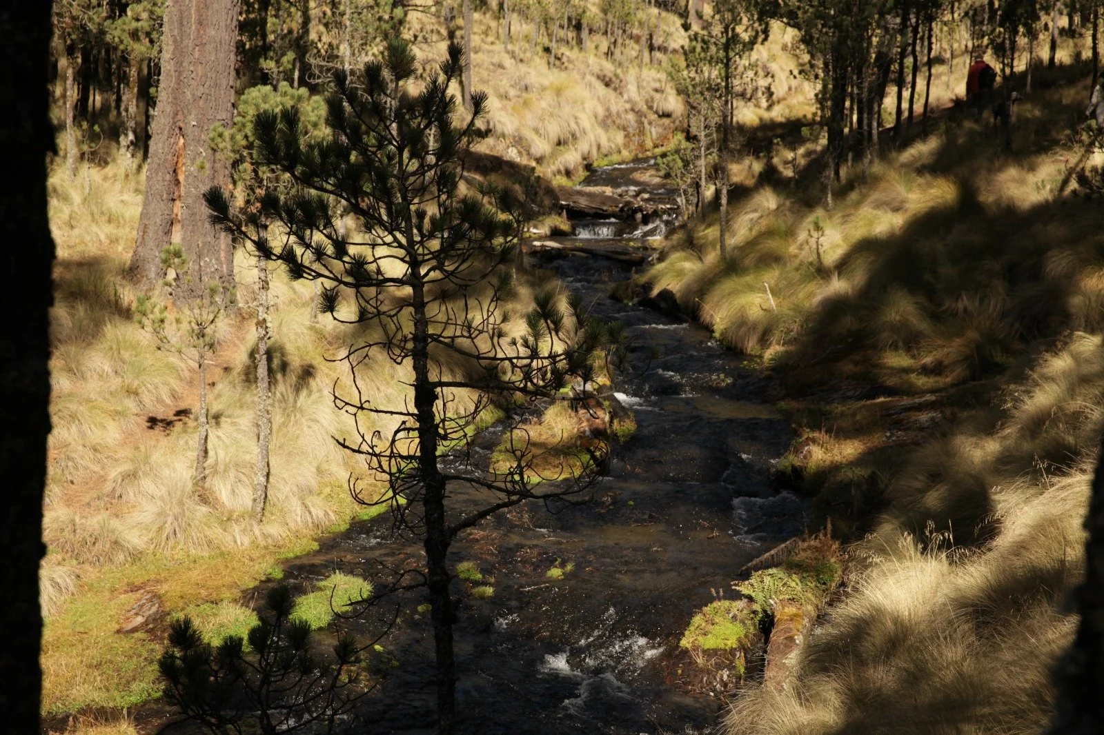 Un arroyo rodeado de arbustos y árboles en un paisaje natural, con hierba seca y un entorno de bosque.