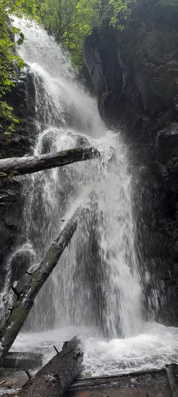 Cascada en un bosque con árboles y troncos caídos en el agua.