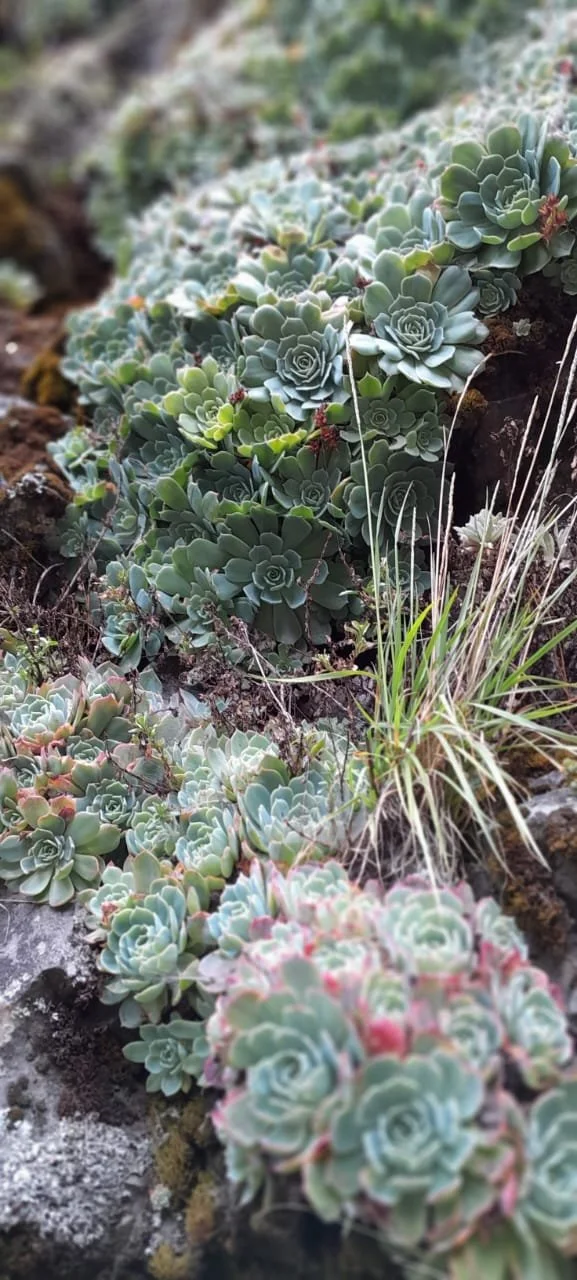 Varios plantíos de suculentas con diferentes tonos de verde, algunos con puntas rosadas, creciendo en roca y tierra en un paisaje natural.