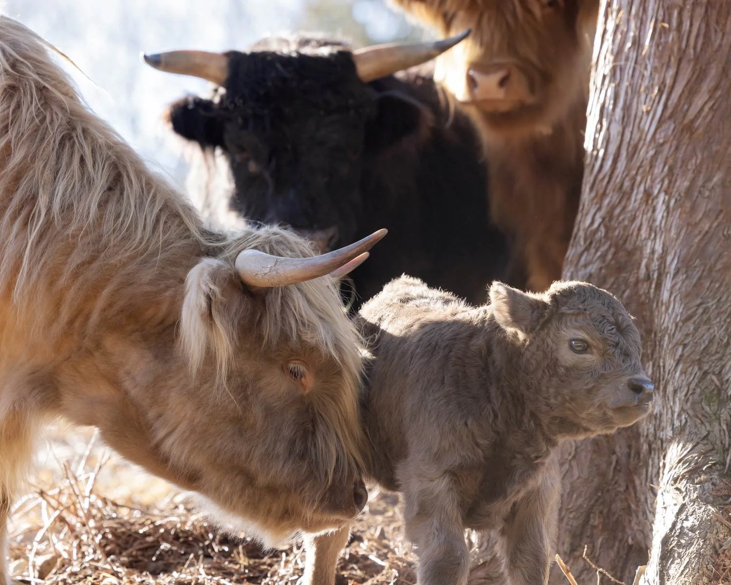 Miniature Scottish Highland Cattle — Black Horse Farm