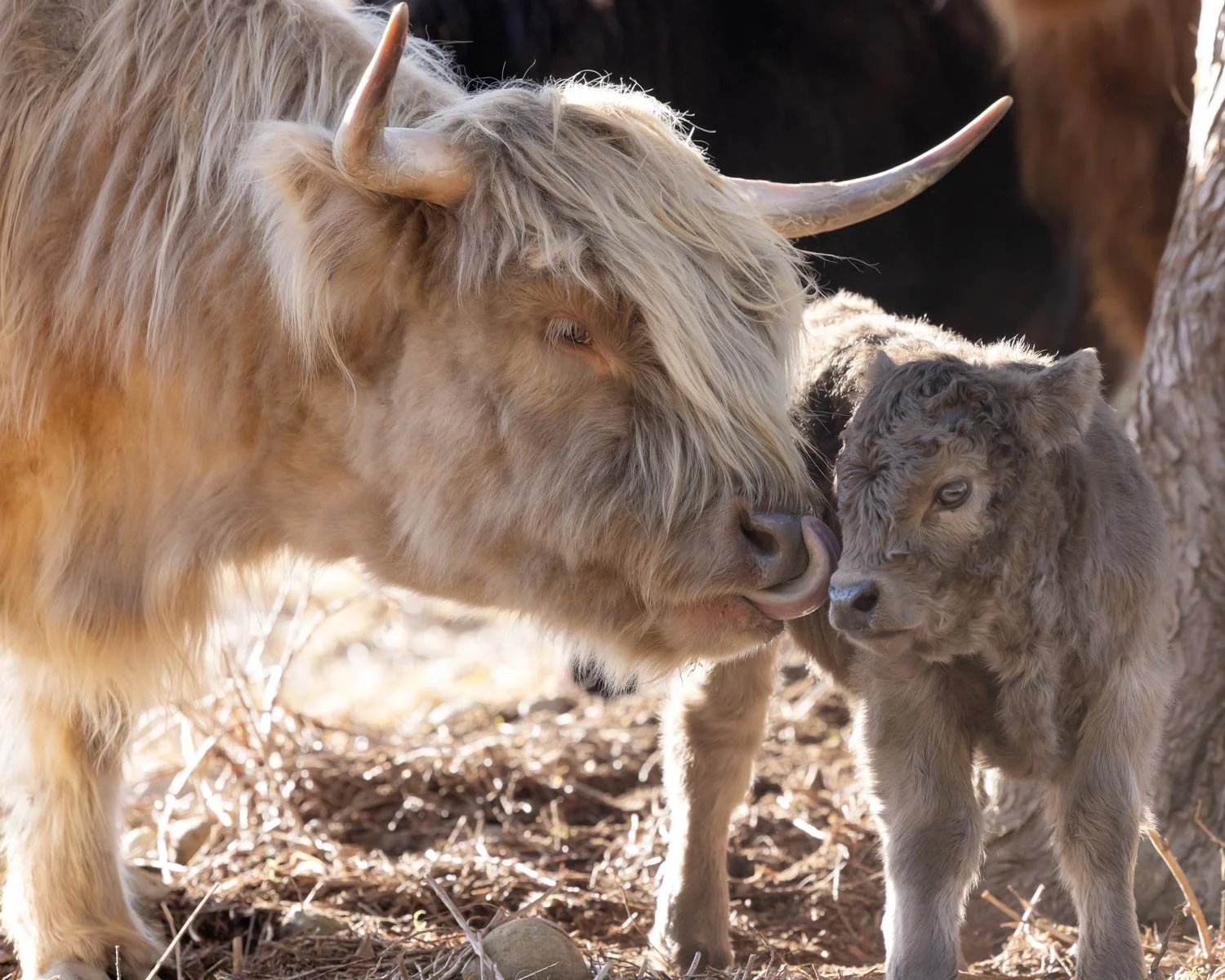 Miniature Scottish Highland Cattle — Black Horse Farm