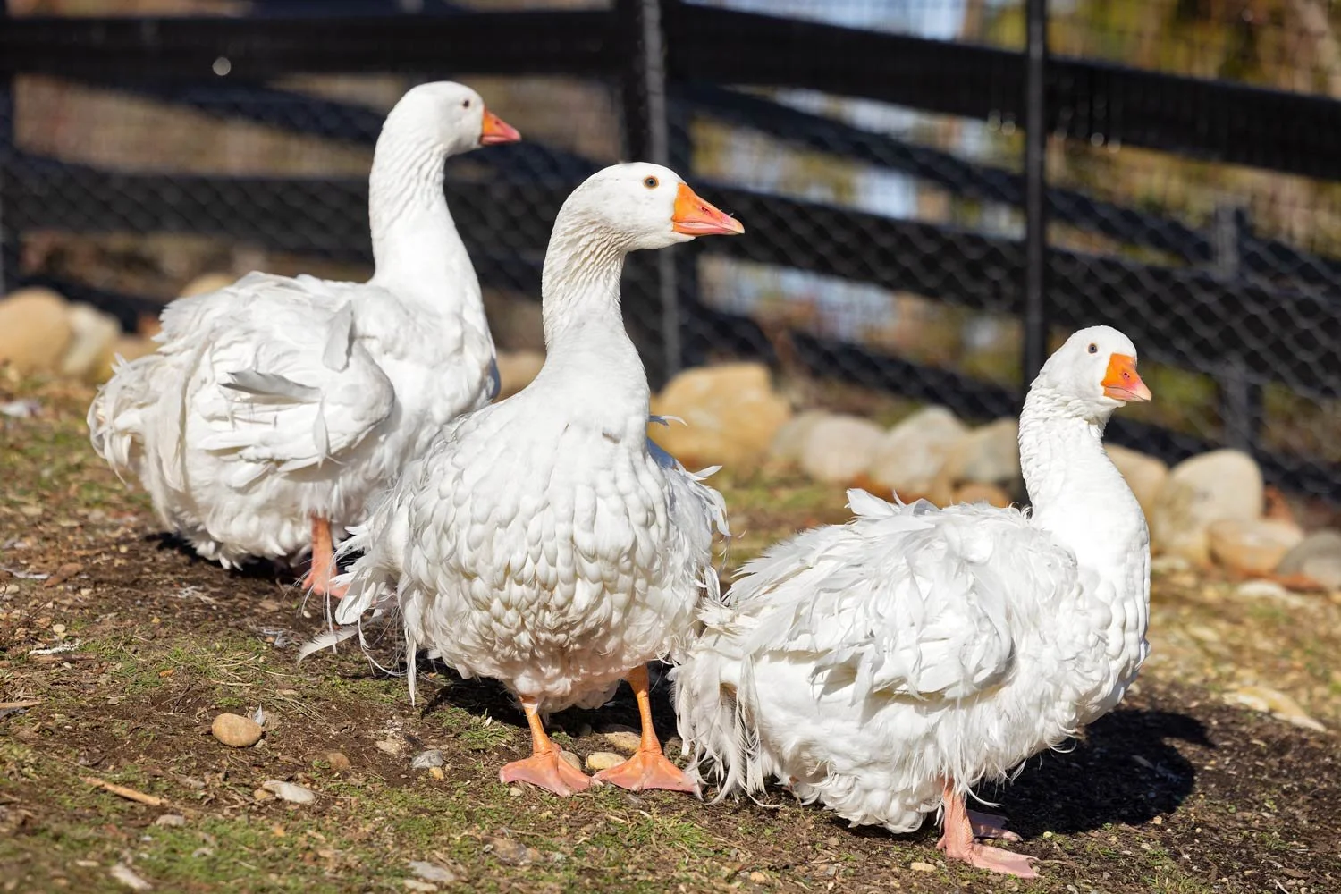 Sebastopol Geese — Black Horse Farm