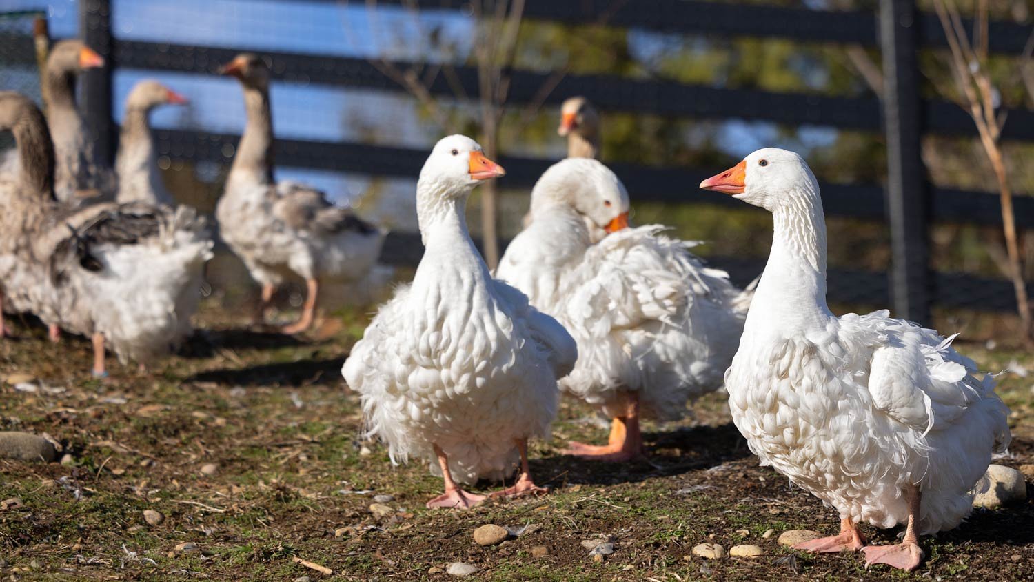 Sebastopol Geese — Black Horse Farm