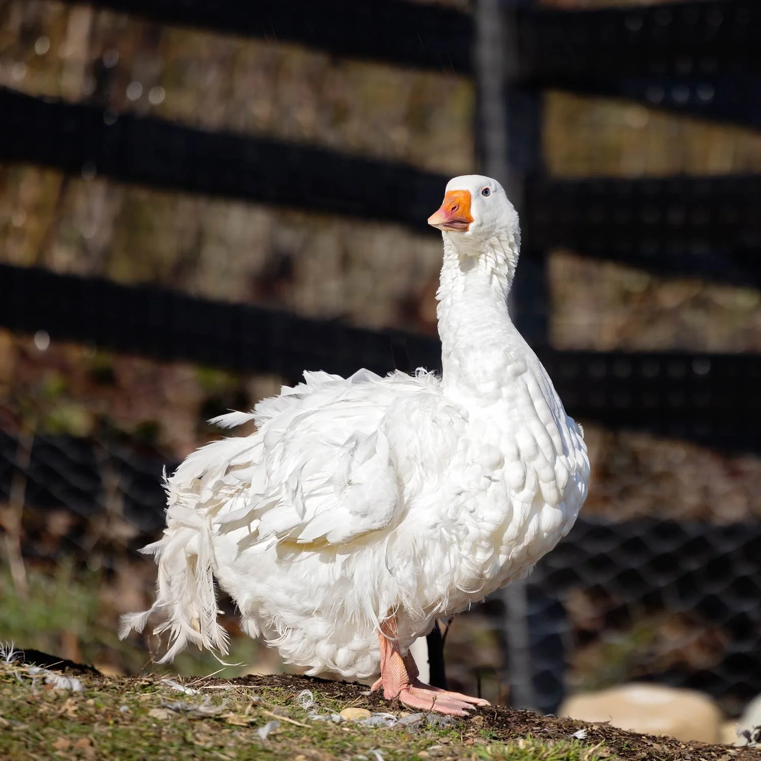 Sebastopol Geese — Black Horse Farm