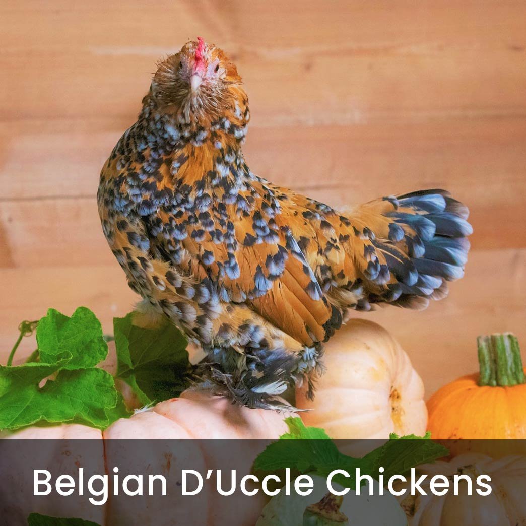 Belgian D'Uccle Chickens