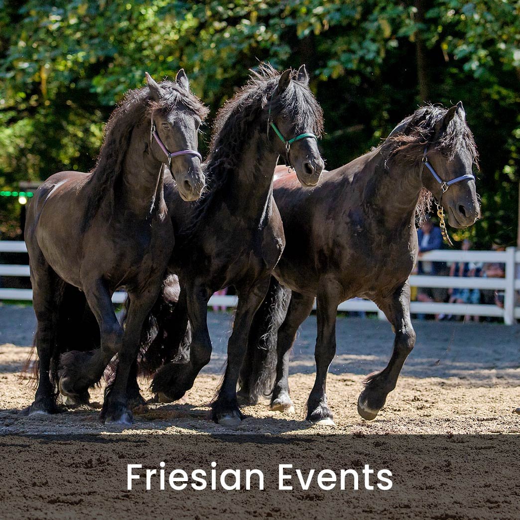 Friesian Events