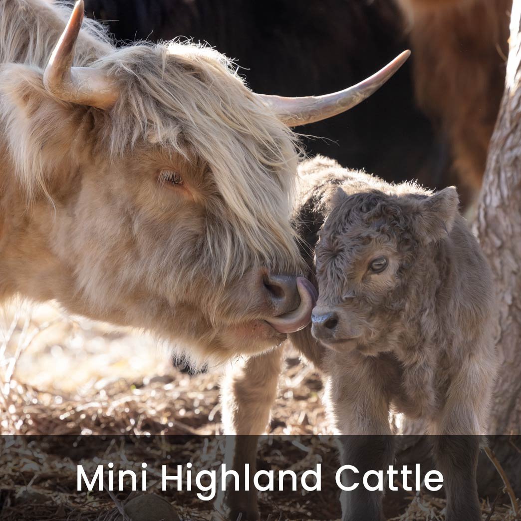 Miniature Scottish Highland Cattle