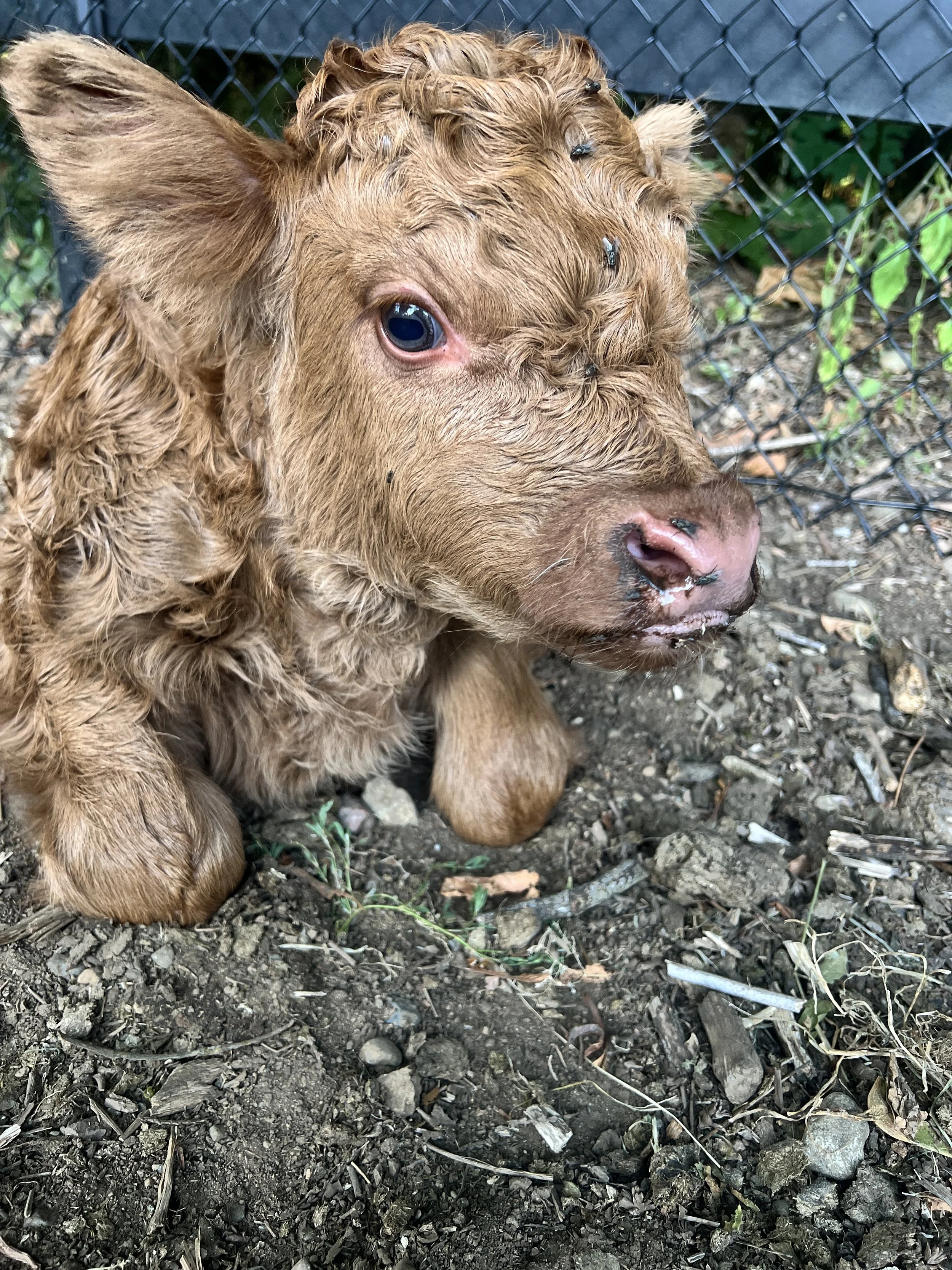 🐄 Welcome Zac, Our Newest “Homegrown” Calf