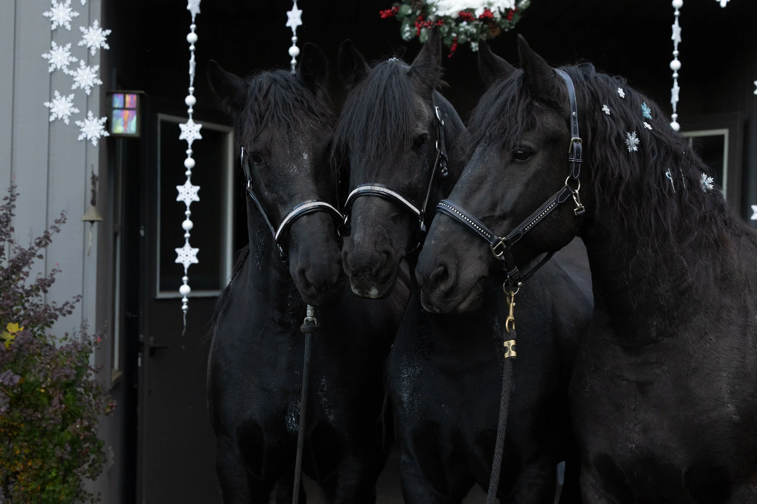 December on the Farm: Health Checks and Happy News 🐑✨