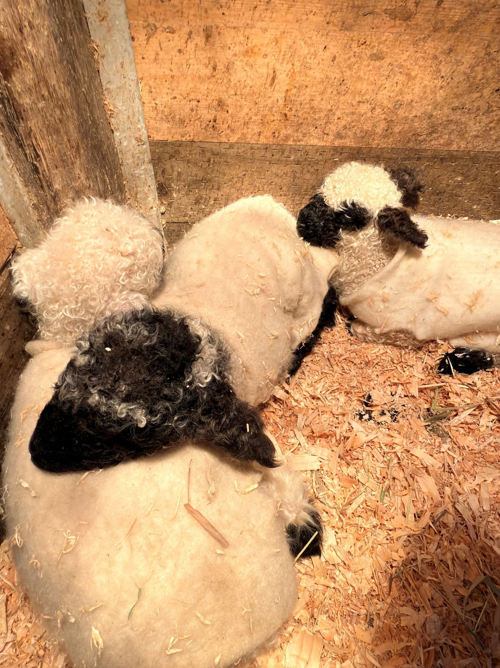 🐑 A Tale of Three Lambs: The Night, the Surprise, and the Sweet Finale