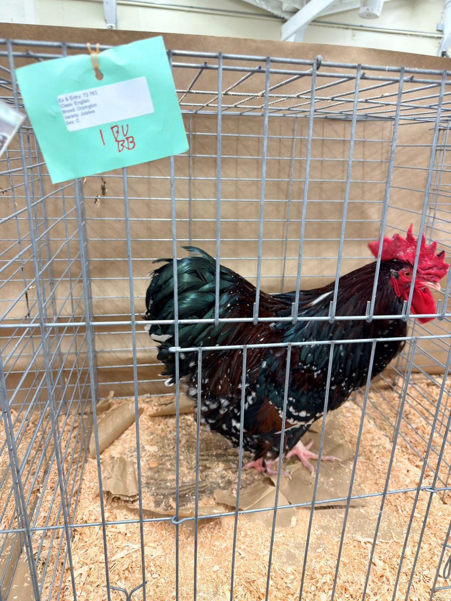 🐓 My First Chicken Show: