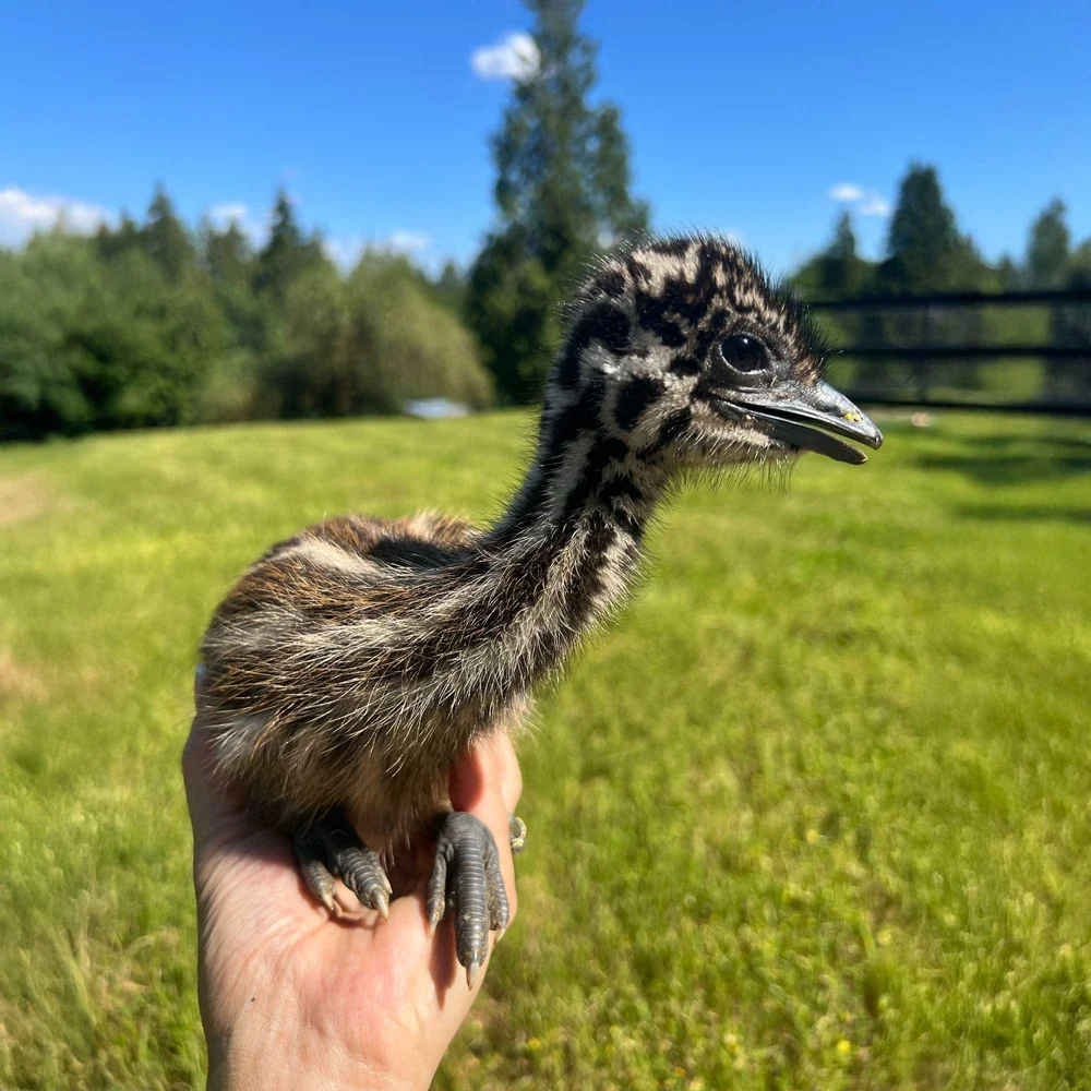 Blonde Emus for Sale in Washington | Chicks & Hatching Eggs — Black ...