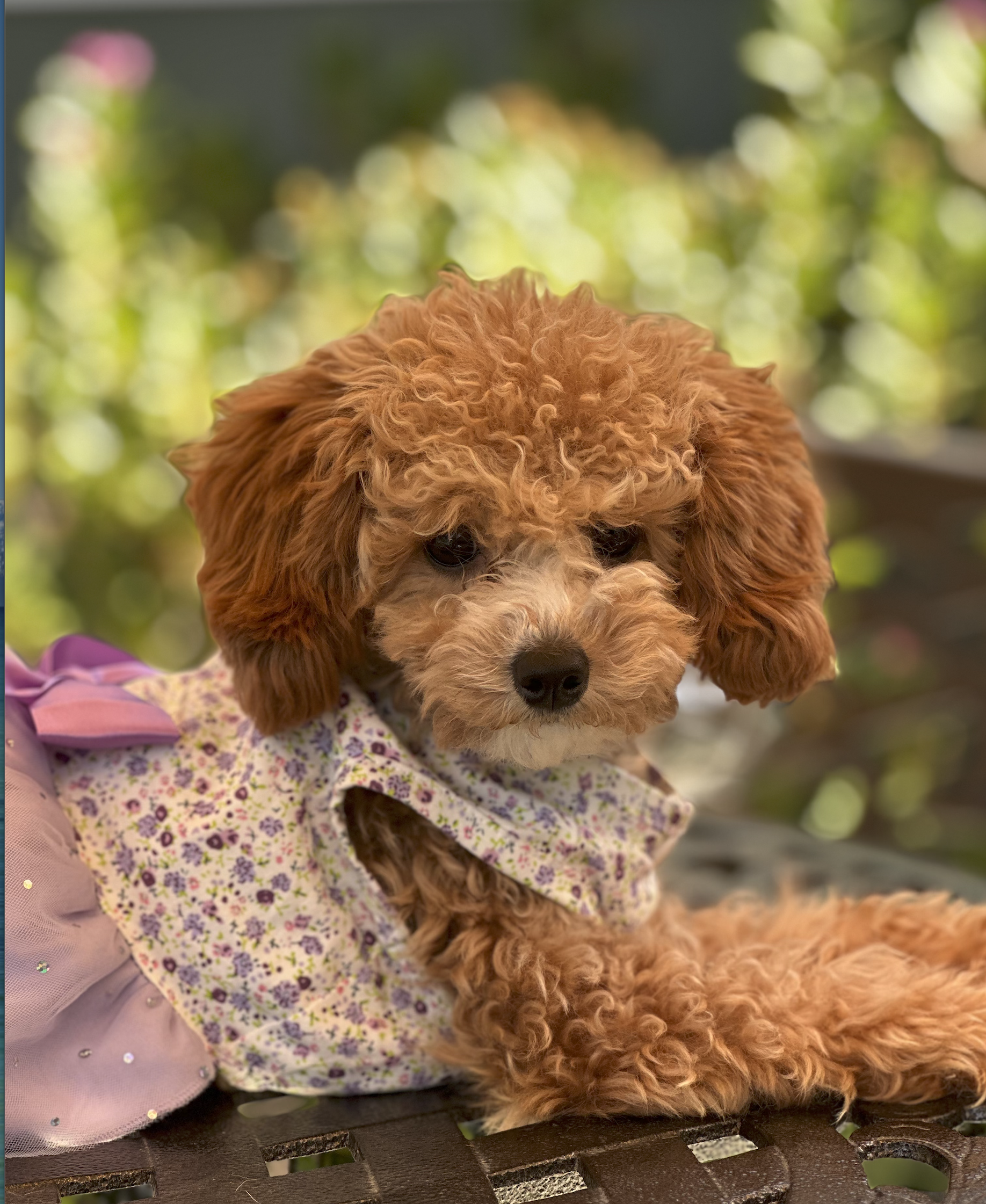 When Professional Insight Meets Personal Loss: “I lost my dog.”