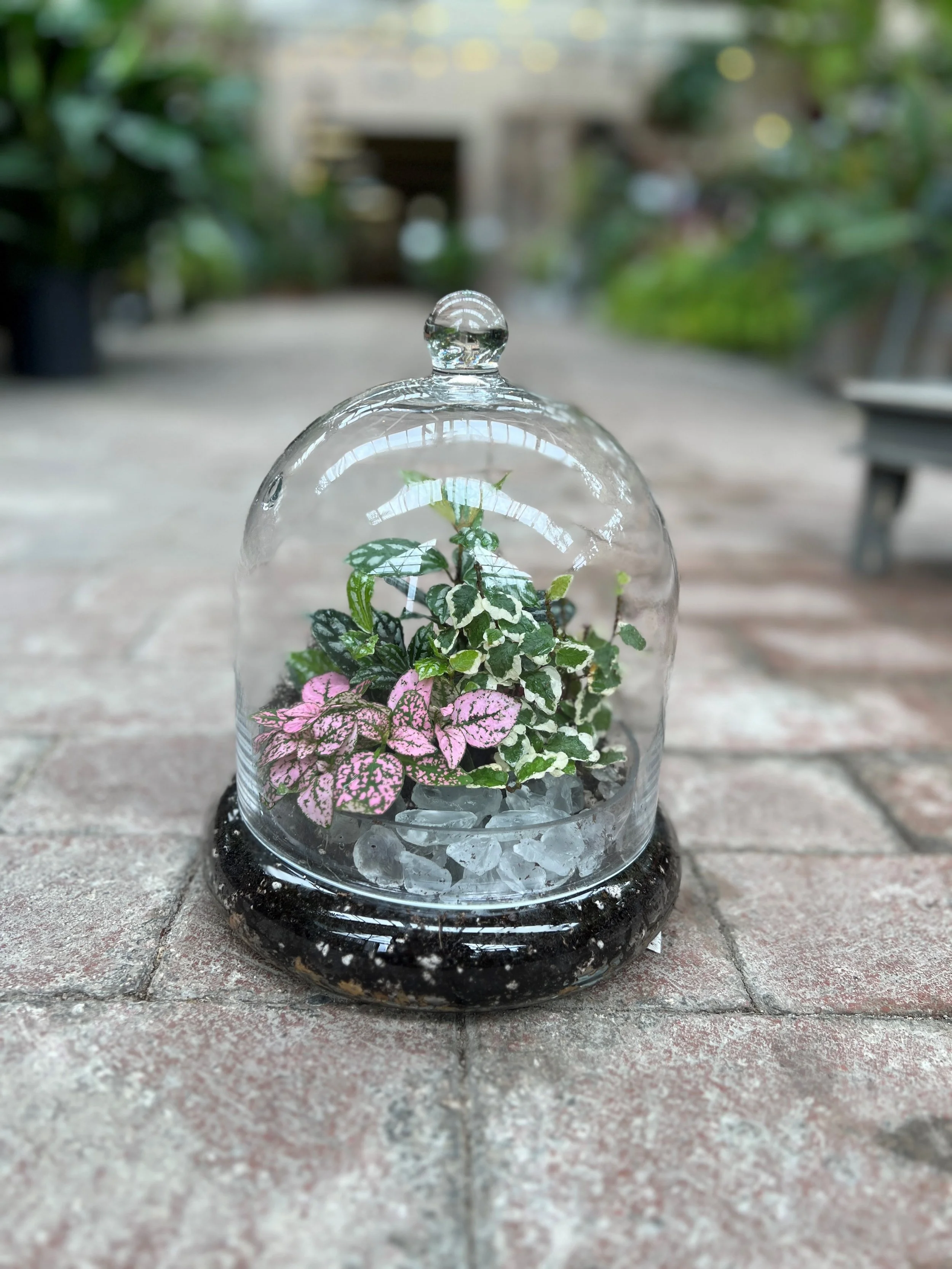 Small potted plant with pink and green variegated leaves under a glass dome on a brick surface.