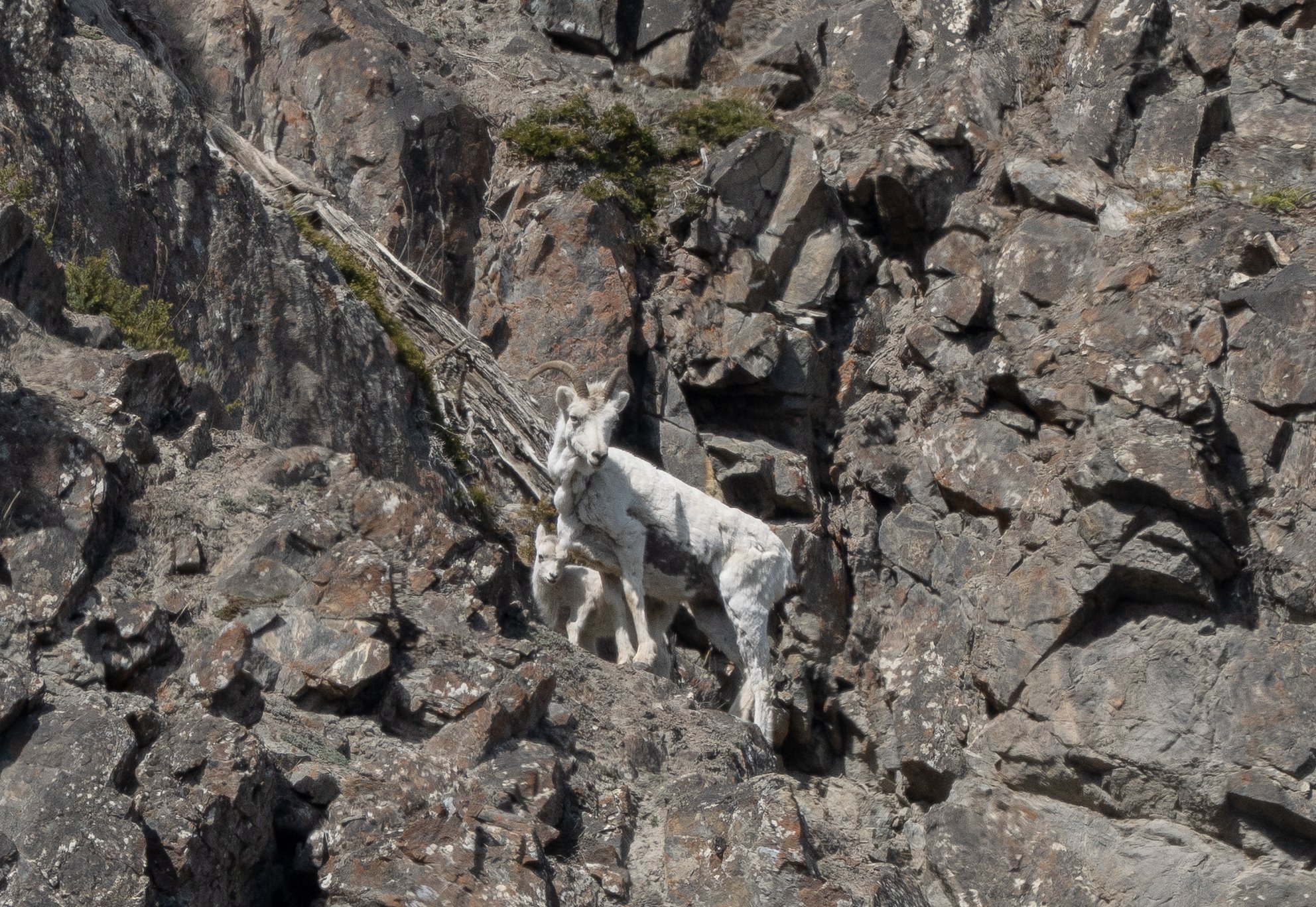 Following the Trails of the Disappearing Dall Sheep