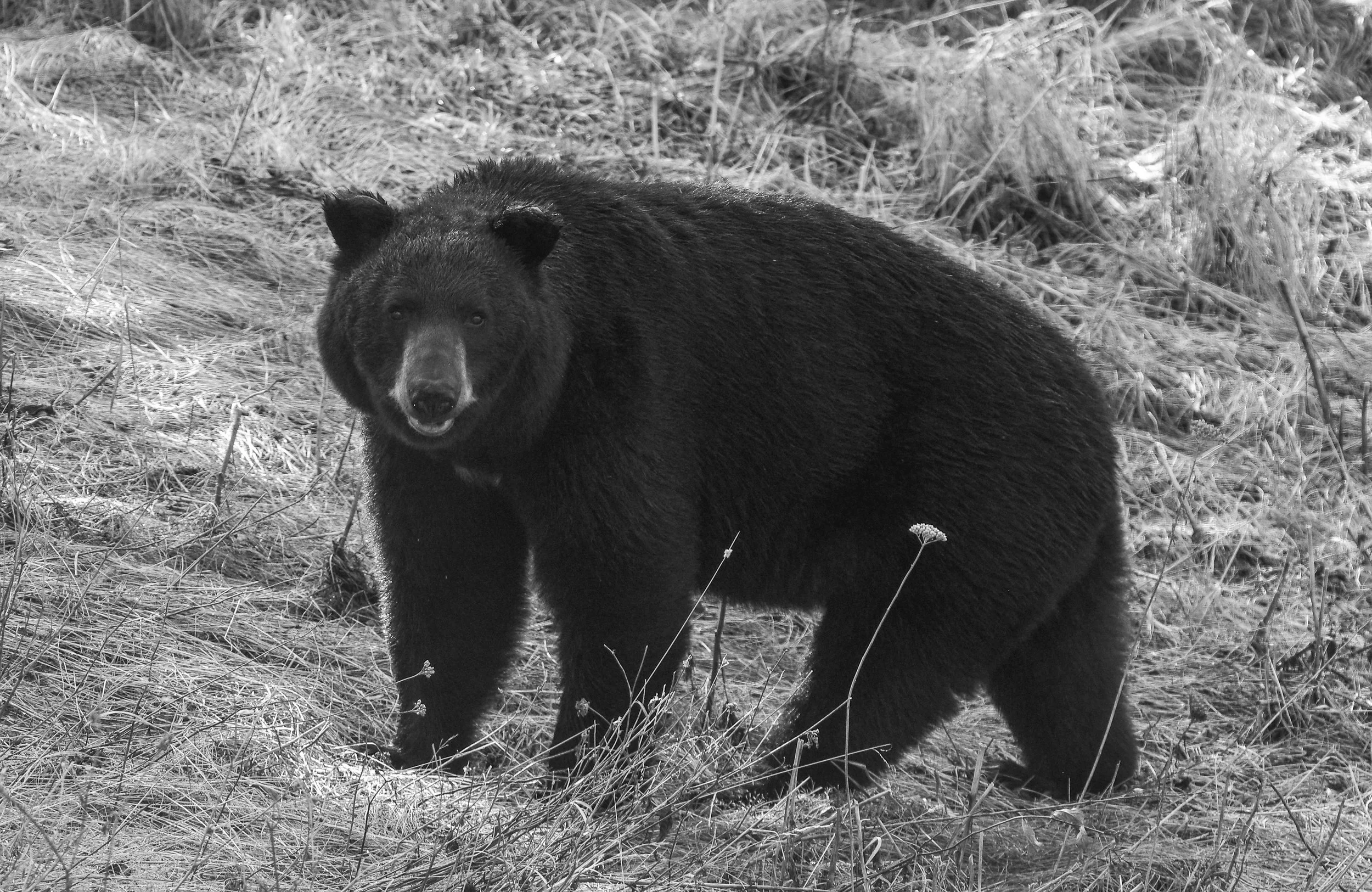 Confronting the Bear