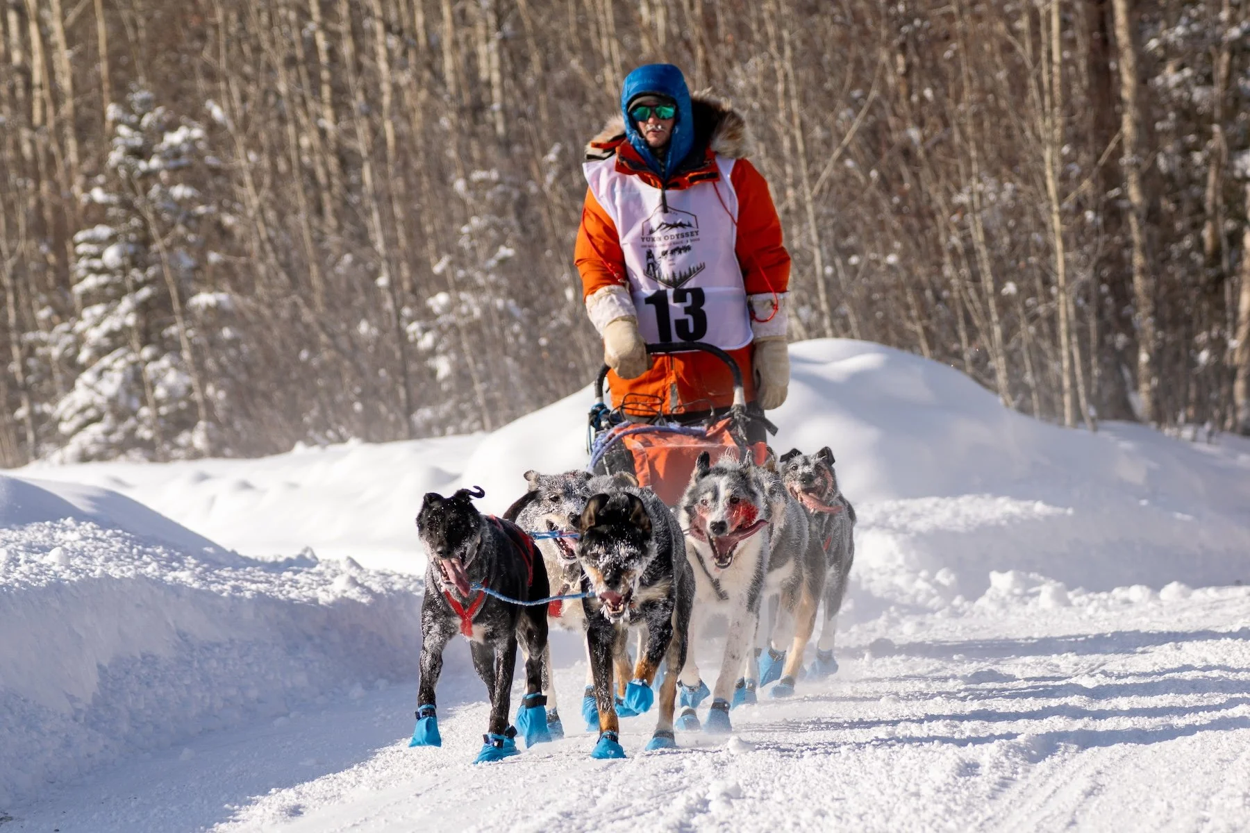 Moyles_musher-with-dogs_1800.jpg