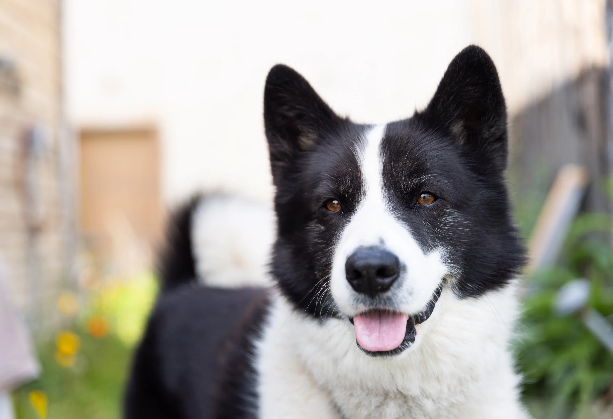 Recreating With Dogs in Bear Country