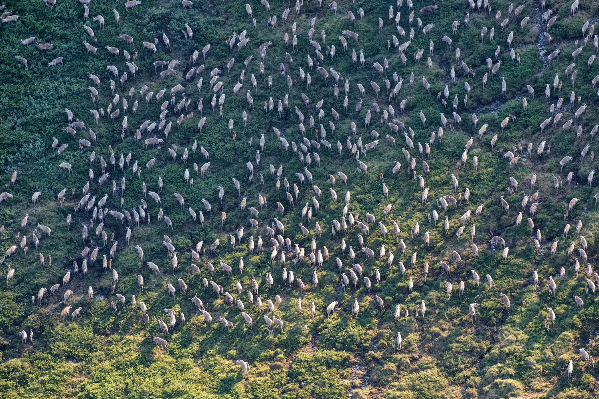 Lessons from the Caribou: Stay Together