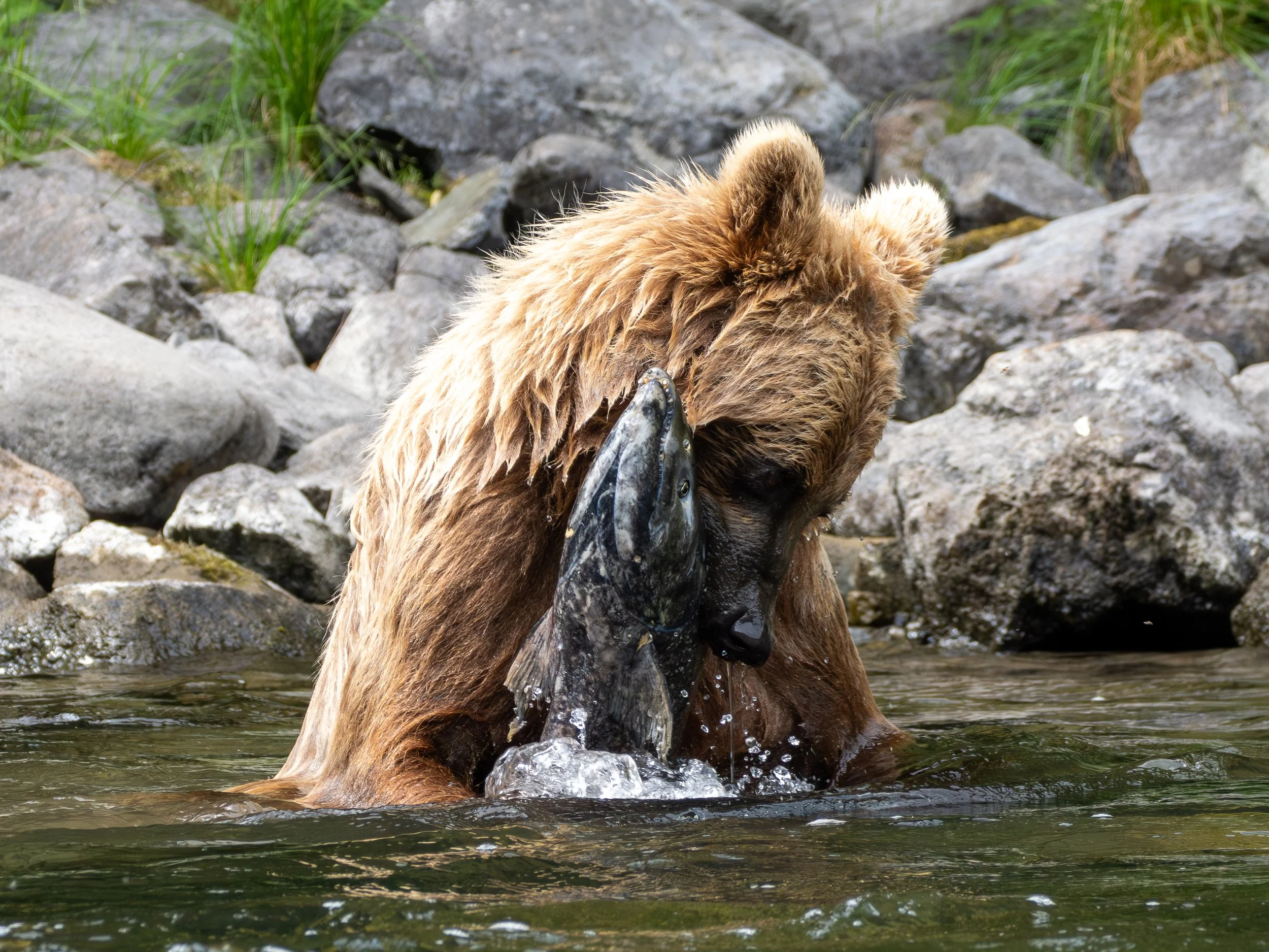 A Love Letter to Salmon and Grizzly Bears