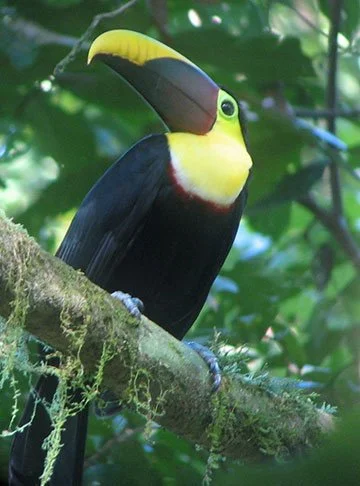 toucan.jpg