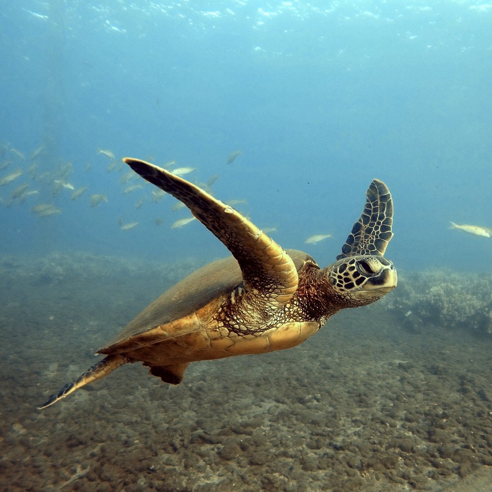 Green Sea Turtle