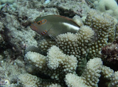 Arc-Eye Hawkfish