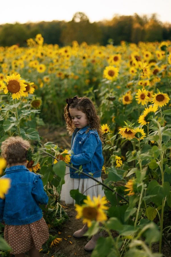 Two toddlers playing in the sunflower field for documentary family pictures in Morrow Ohio.
