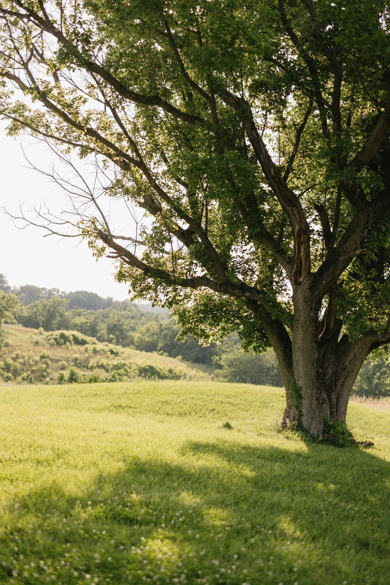 scenic tree in the summer time, family photos in northern kentucky