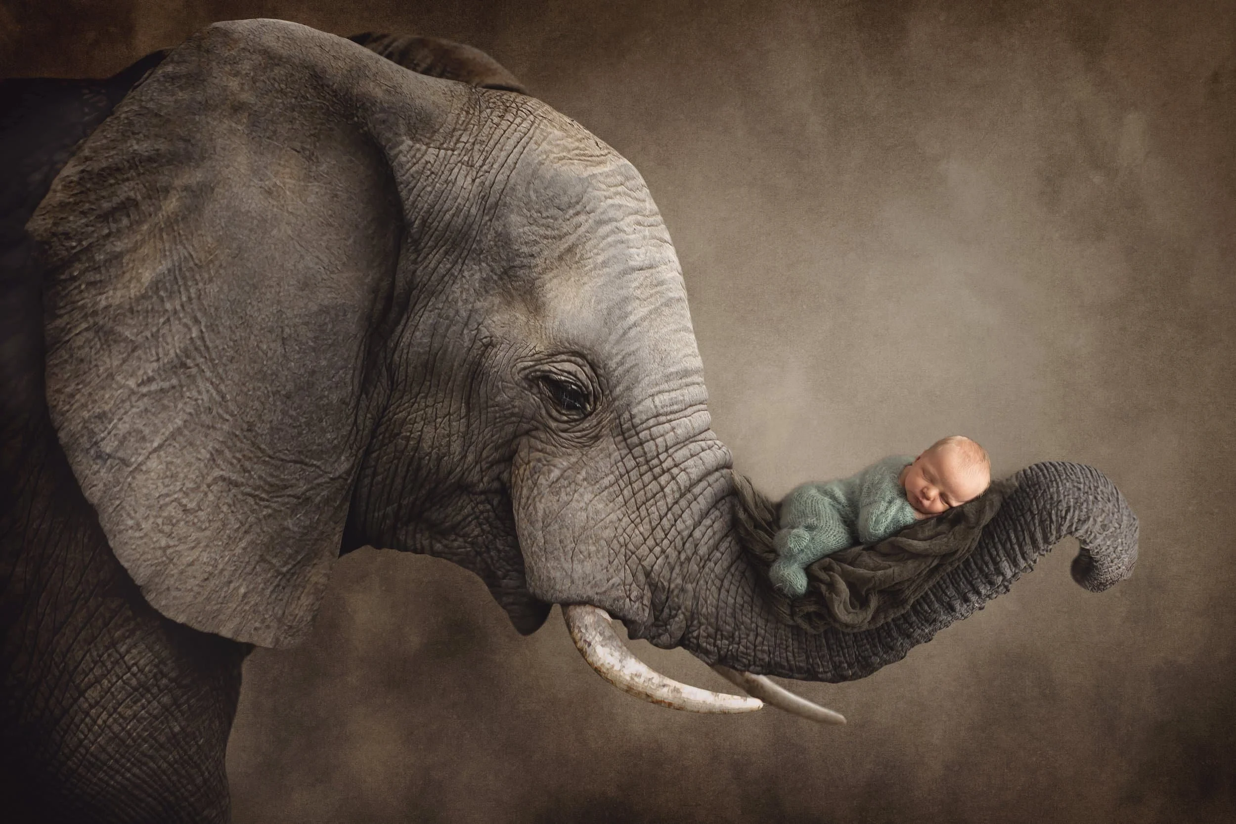 newborn in blue knit outfit on elephant's trunk in digital photography backdrop