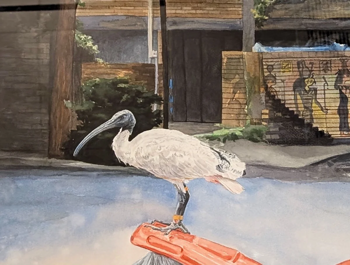 the Egyptian ibis