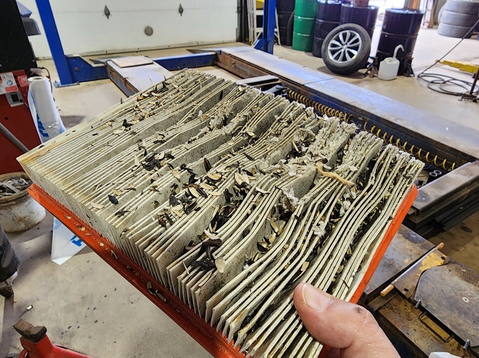 A reminder to check your air filter, critters like to make their homes in there and apparently hoard their stash in the filter housing!
 
This is only a small portion of how much bird seed was packed into this vehicle.