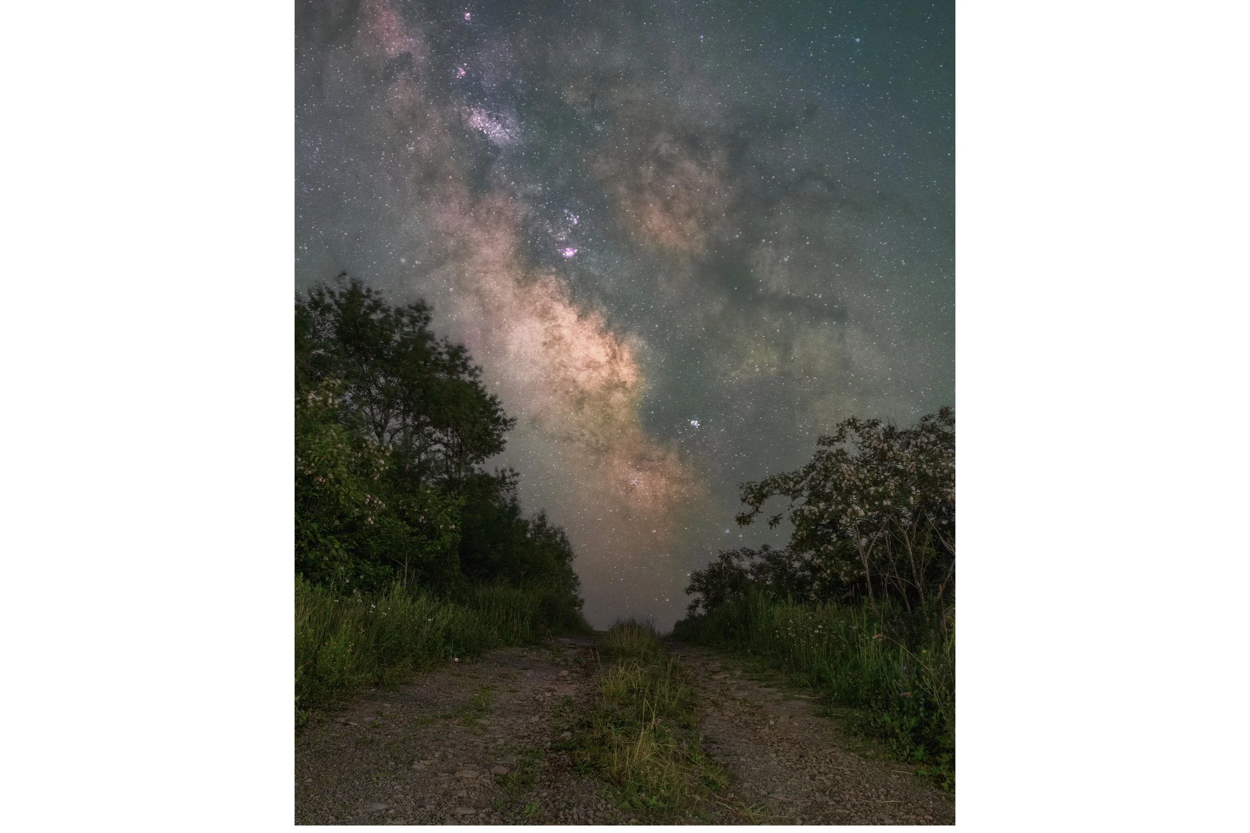Summer Roses and Starlight