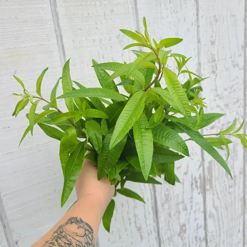 jalapeno seeds for planting Pepper Seeds main image 0