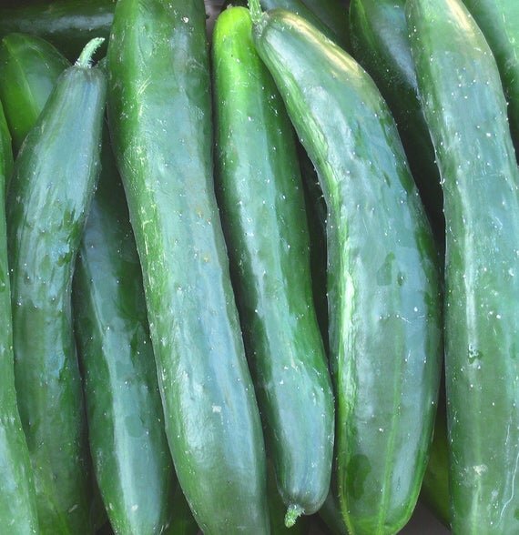cucumbershintokiwa.jpg