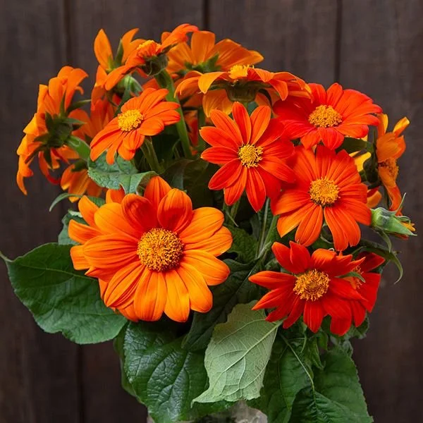 Sunflower Seedlings, Mexican Sunflower 3-pack