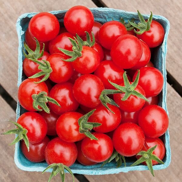 tomatomatts.jpg
