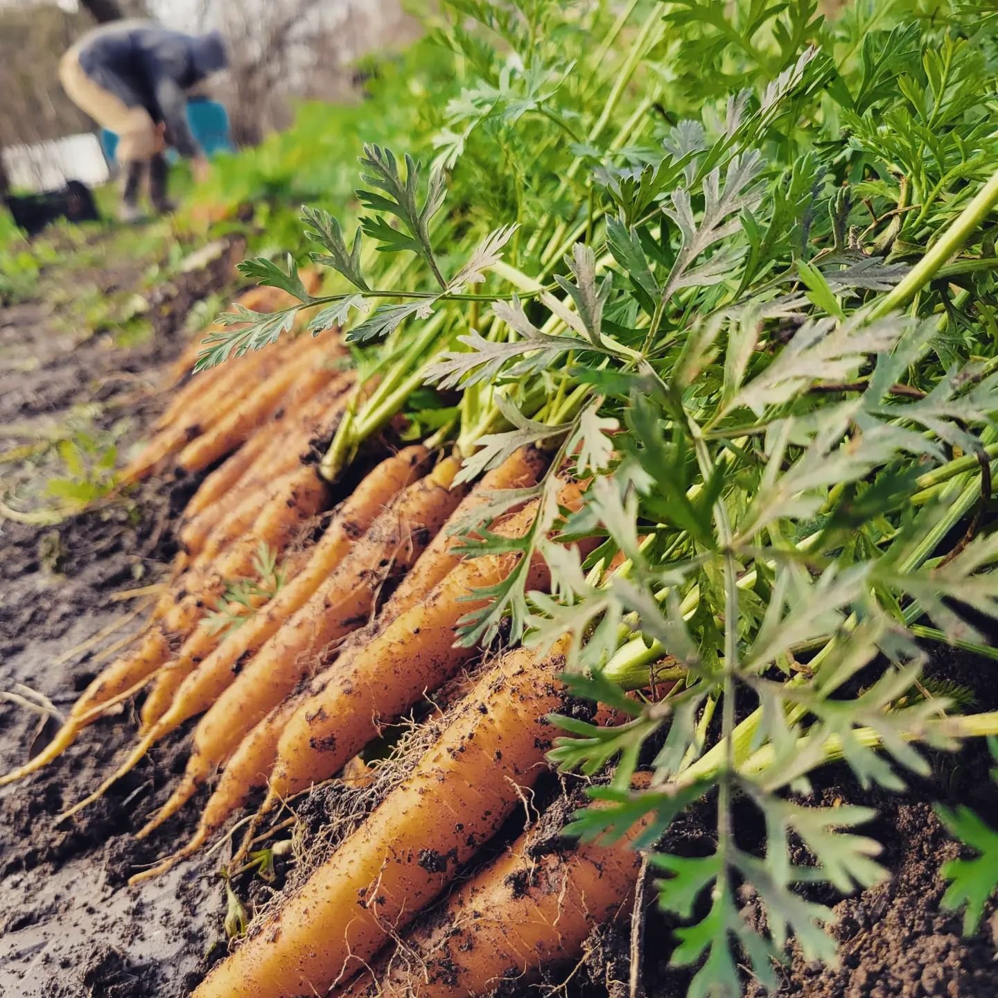 carrotsharvesting.jpg