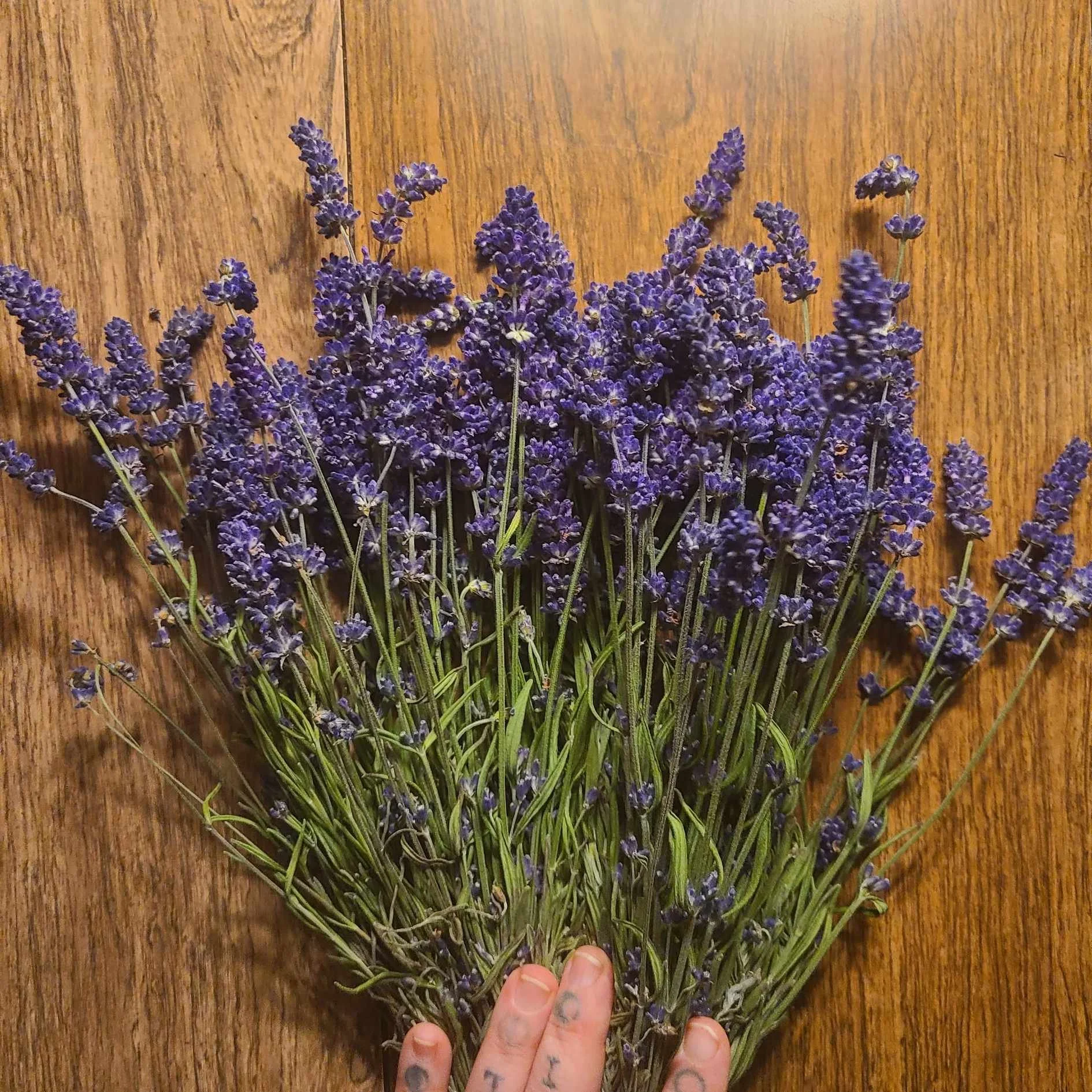 lavenderhand.jpg