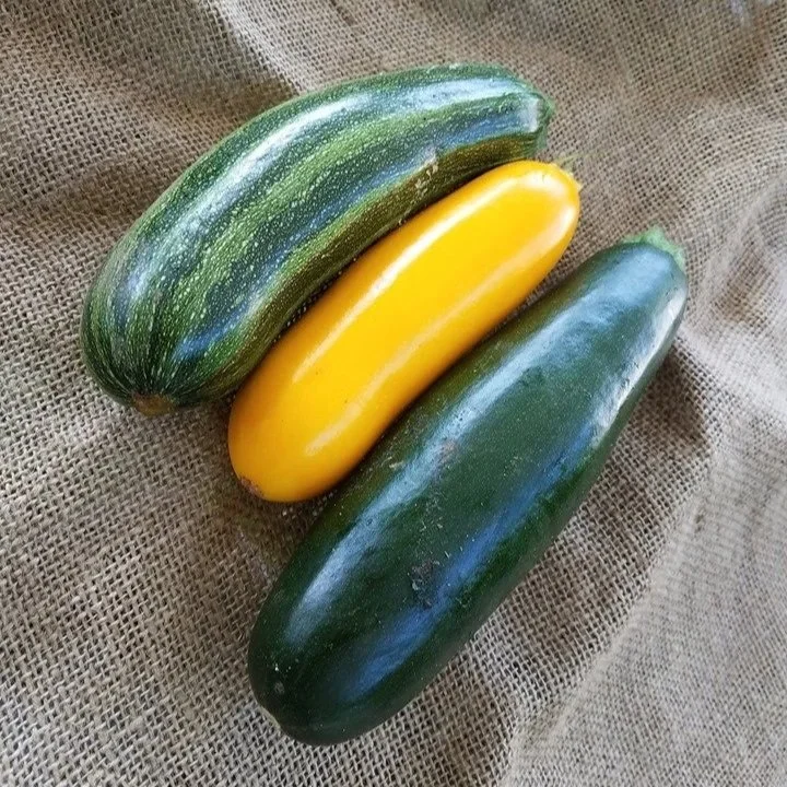Zucchini